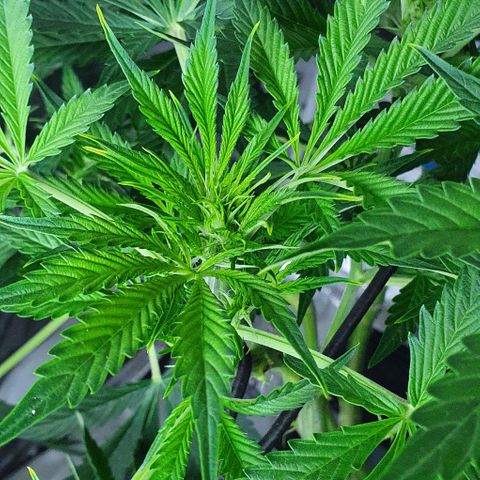 Auto Purple Candy growlog timeline photo