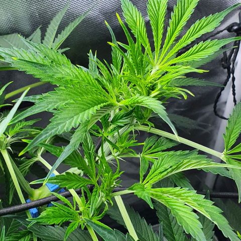 Auto Purple Candy growlog timeline photo