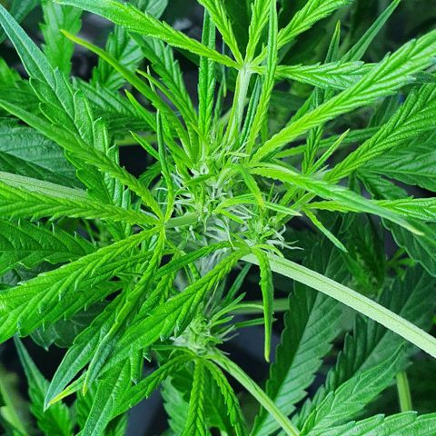 Auto Purple Candy growlog timeline photo