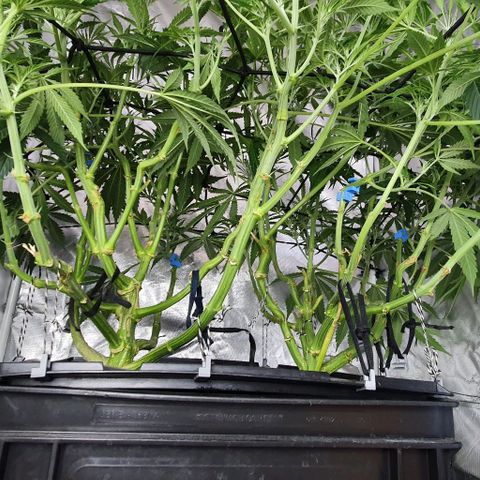 Auto Purple Candy growlog timeline photo