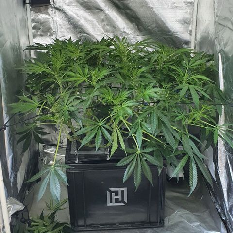 Auto Purple Candy growlog timeline photo