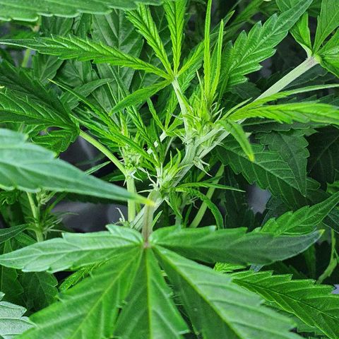Auto Purple Candy growlog timeline photo