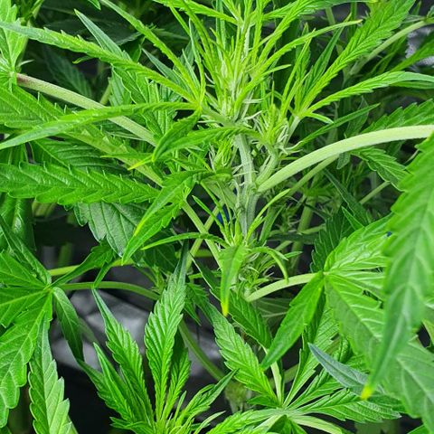 Auto Purple Candy growlog timeline photo