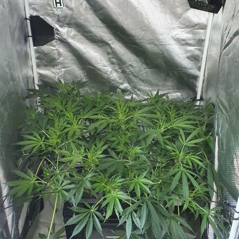 Auto Purple Candy growlog timeline photo