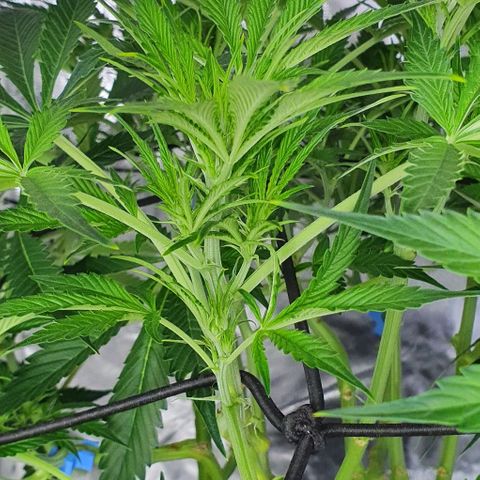 Auto Purple Candy growlog timeline photo