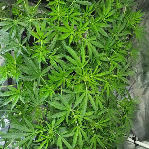 Auto Purple Candy growlog timeline photo