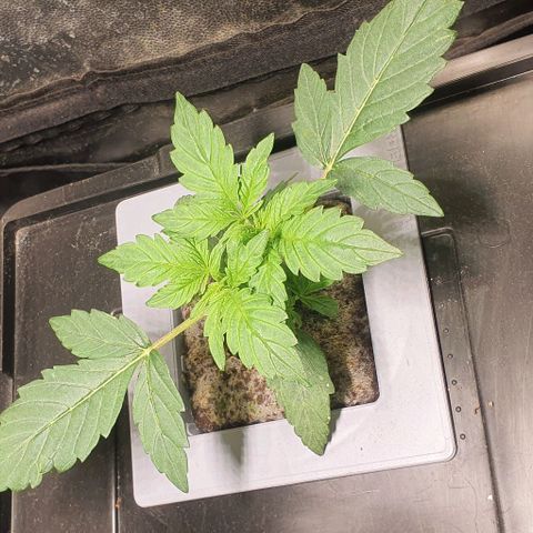 Auto Citrus Skunk growlog timeline photo
