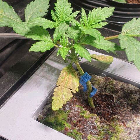 Auto Citrus Skunk growlog timeline photo