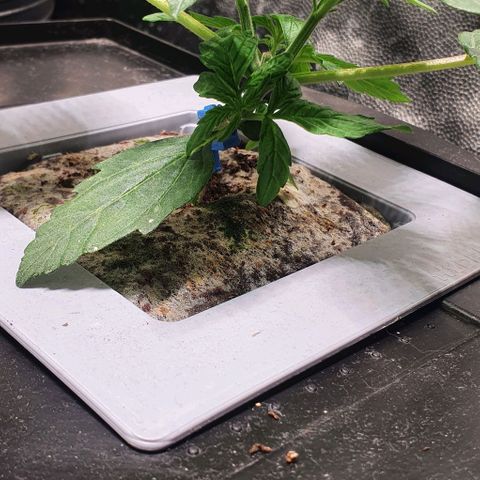 Auto Citrus Skunk growlog timeline photo