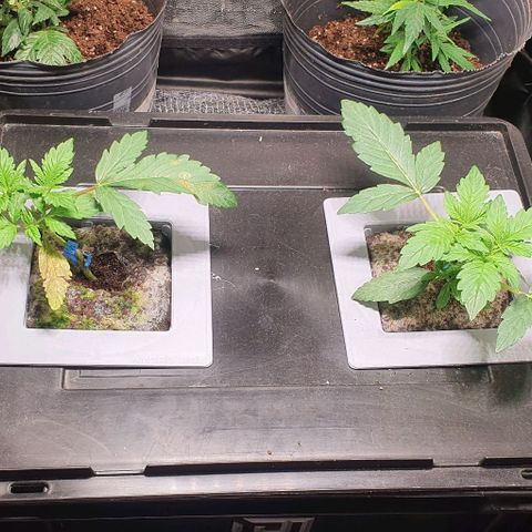 Auto Citrus Skunk growlog timeline photo