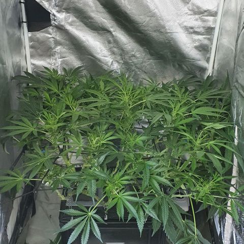Auto Purple Candy growlog timeline photo