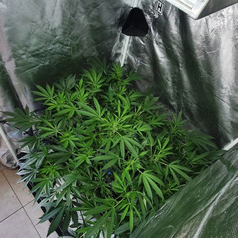 Auto Purple Candy growlog timeline photo