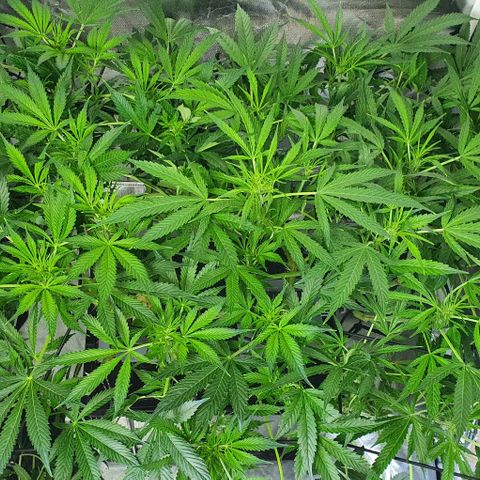 Auto Purple Candy growlog timeline photo