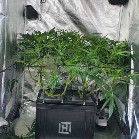 Auto Purple Candy growlog timeline photo