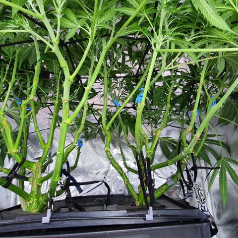 Auto Purple Candy growlog timeline photo
