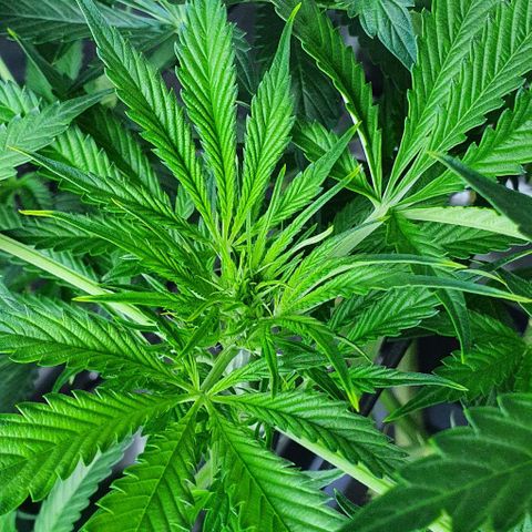 Auto Purple Candy growlog timeline photo