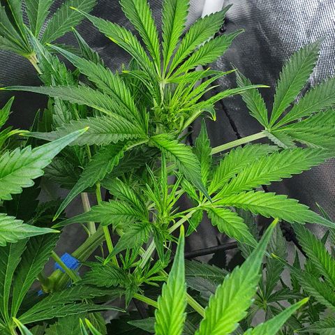 Auto Purple Candy growlog timeline photo