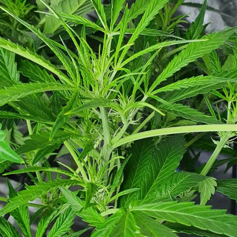 Auto Purple Candy growlog timeline photo