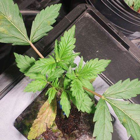 Auto Citrus Skunk growlog timeline photo