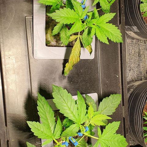 Auto Citrus Skunk growlog timeline photo