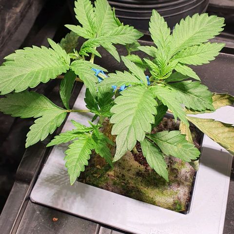 Auto Citrus Skunk growlog timeline photo