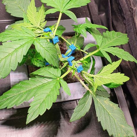 Auto Citrus Skunk growlog timeline photo