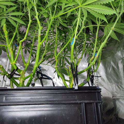 Auto Purple Candy growlog timeline photo