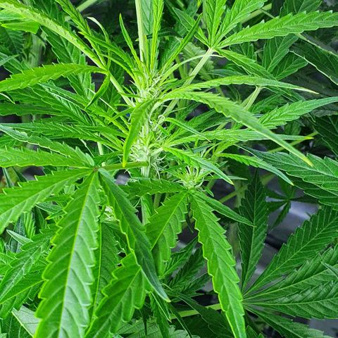 Auto Purple Candy growlog timeline photo