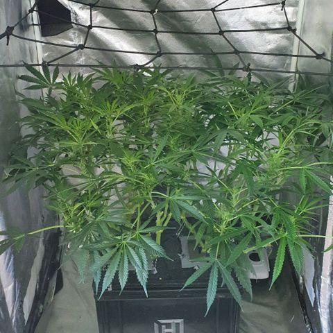 Auto Purple Candy growlog timeline photo