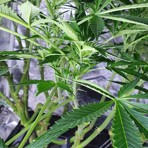 Auto Purple Candy growlog timeline photo