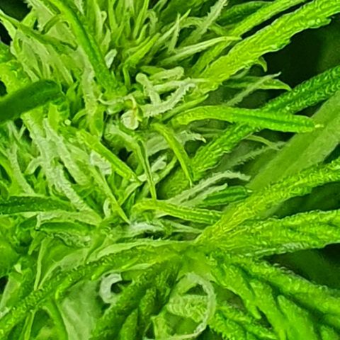 Auto Purple Candy growlog timeline photo