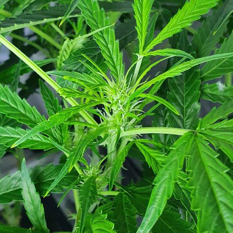 Auto Purple Candy growlog timeline photo