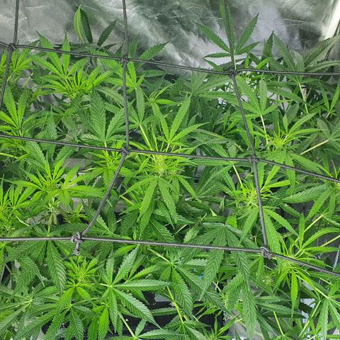 Auto Purple Candy growlog timeline photo