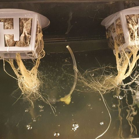Auto Citrus Skunk growlog timeline photo