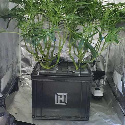 Auto Purple Candy growlog timeline photo