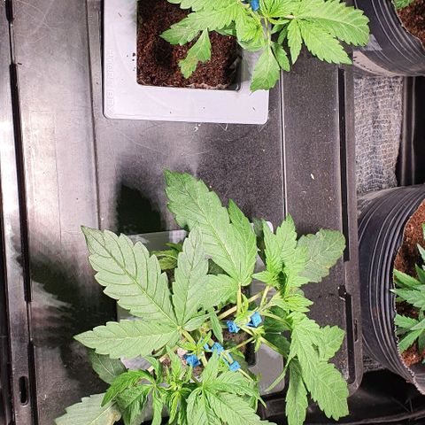 Auto Citrus Skunk growlog timeline photo