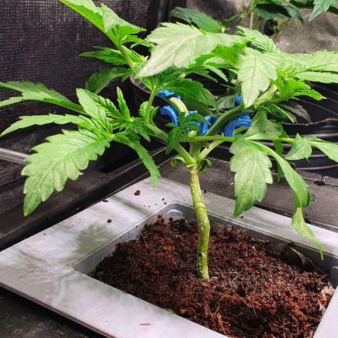 Auto Citrus Skunk growlog timeline photo