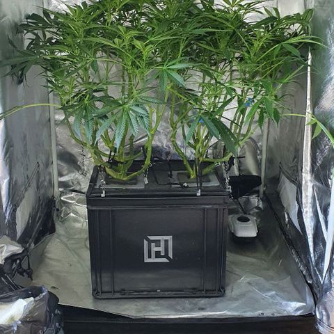 Auto Purple Candy growlog timeline photo