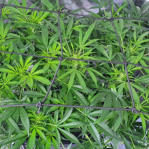 Auto Purple Candy growlog timeline photo