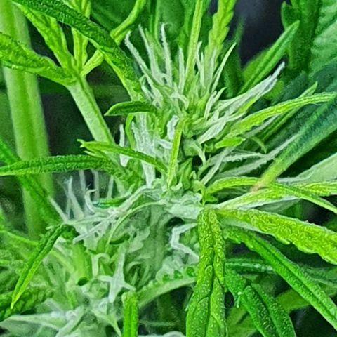 Auto Purple Candy growlog timeline photo