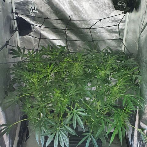 Auto Purple Candy growlog timeline photo