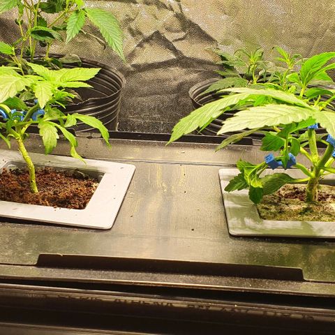 Auto Citrus Skunk growlog timeline photo