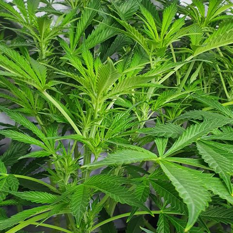 Auto Purple Candy growlog timeline photo