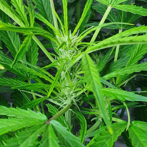 Auto Purple Candy growlog timeline photo
