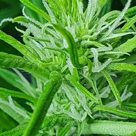 Auto Purple Candy growlog timeline photo