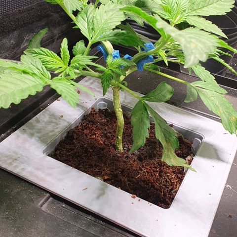 Auto Citrus Skunk growlog timeline photo