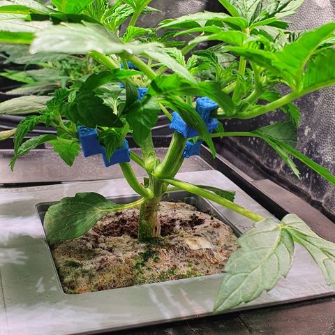 Auto Citrus Skunk growlog timeline photo