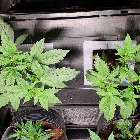 Auto Citrus Skunk growlog timeline photo