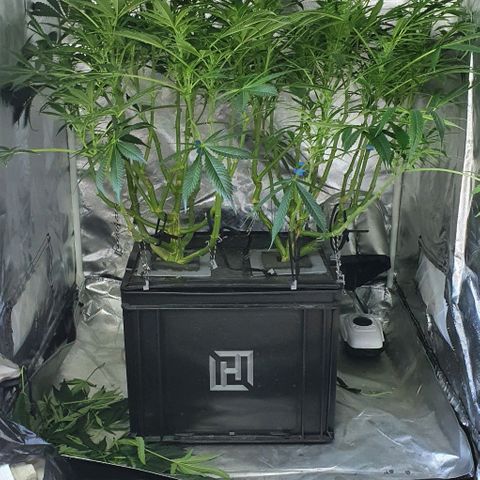 Auto Purple Candy growlog timeline photo