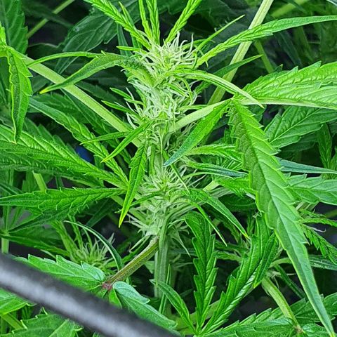 Auto Purple Candy growlog timeline photo